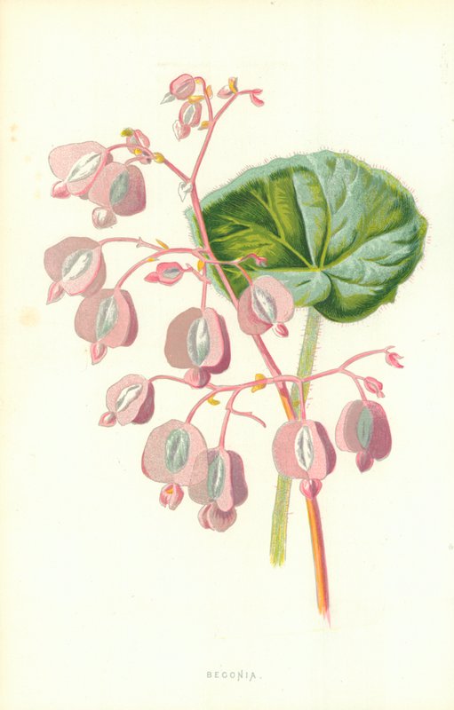 Begónia alkotó: Frederick Edward Hulme