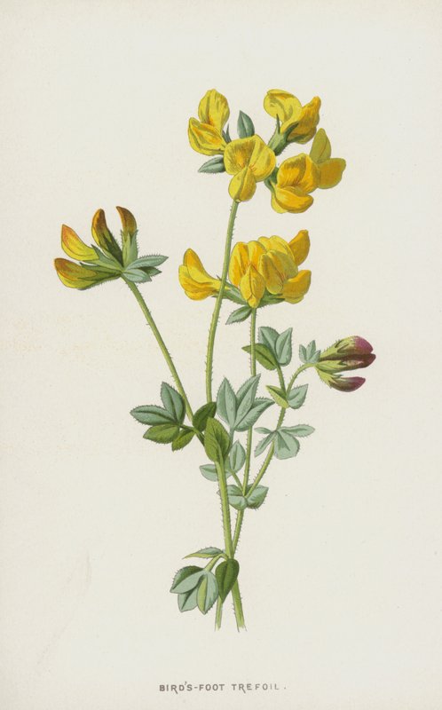 Madárláb szárnyas (chromolitho) alkotó: Frederick Edward Hulme