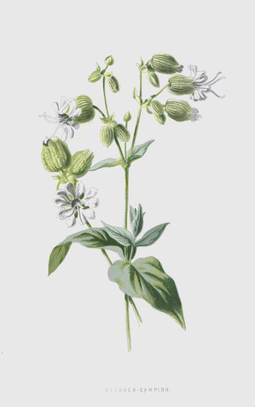 Hólyag-Campion (chromolitho) alkotó: Frederick Edward Hulme