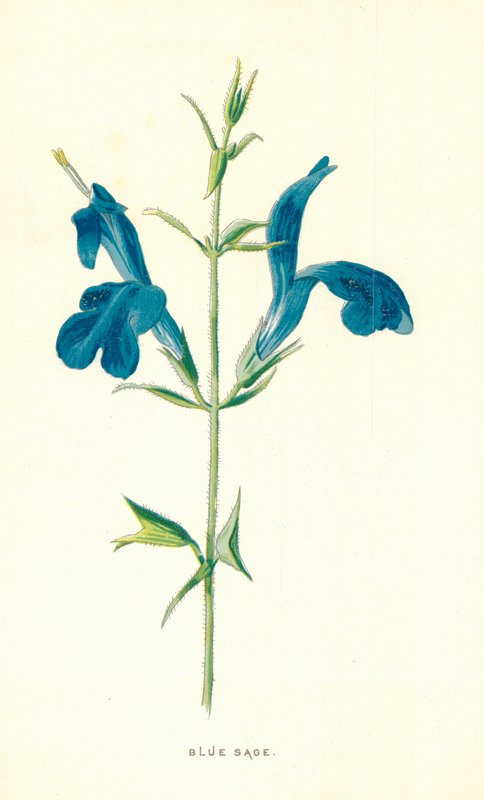 Blue Sage alkotó: Frederick Edward Hulme