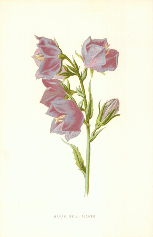 Széles harangvirág alkotó: Frederick Edward Hulme
