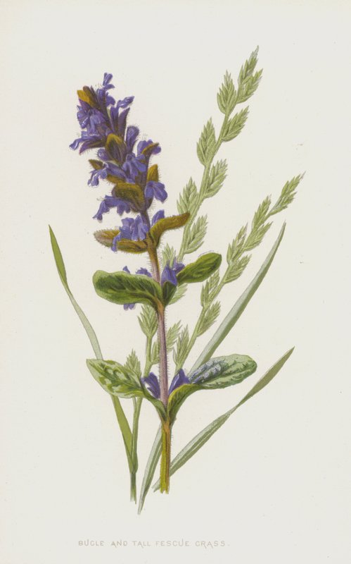 Bugle és magas csenkeszfű (chromolitho) alkotó: Frederick Edward Hulme