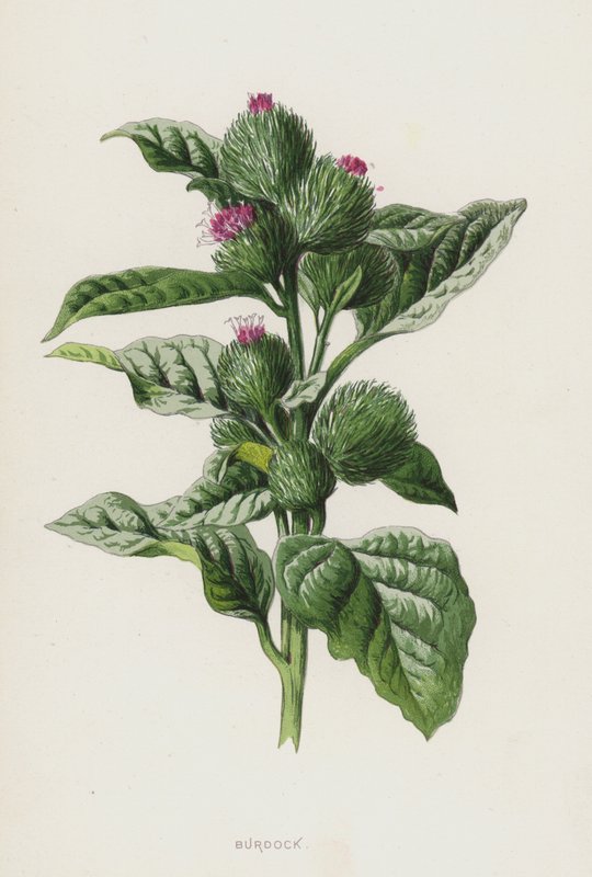 Bojtorján (chromolitho) alkotó: Frederick Edward Hulme