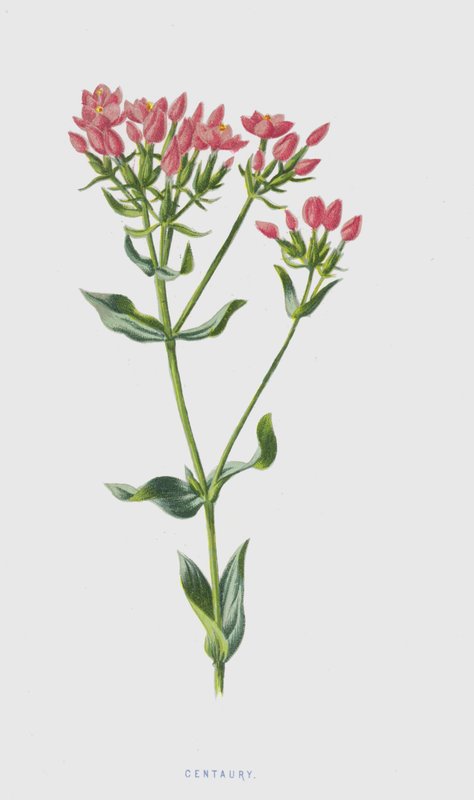 Centaury (chromolitho) alkotó: Frederick Edward Hulme