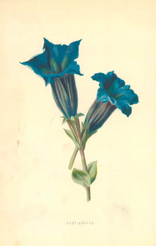 Centianella alkotó: Frederick Edward Hulme