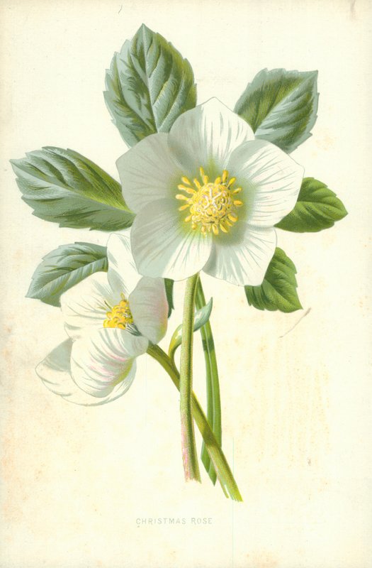 karácsonyi rózsa alkotó: Frederick Edward Hulme