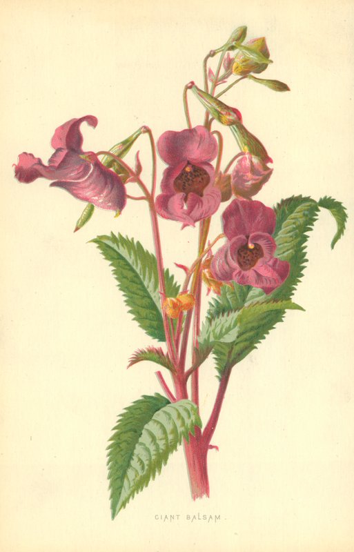 Ciant Balsam alkotó: Frederick Edward Hulme