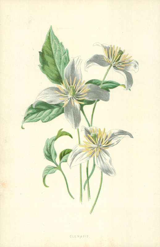 Klemátisz alkotó: Frederick Edward Hulme