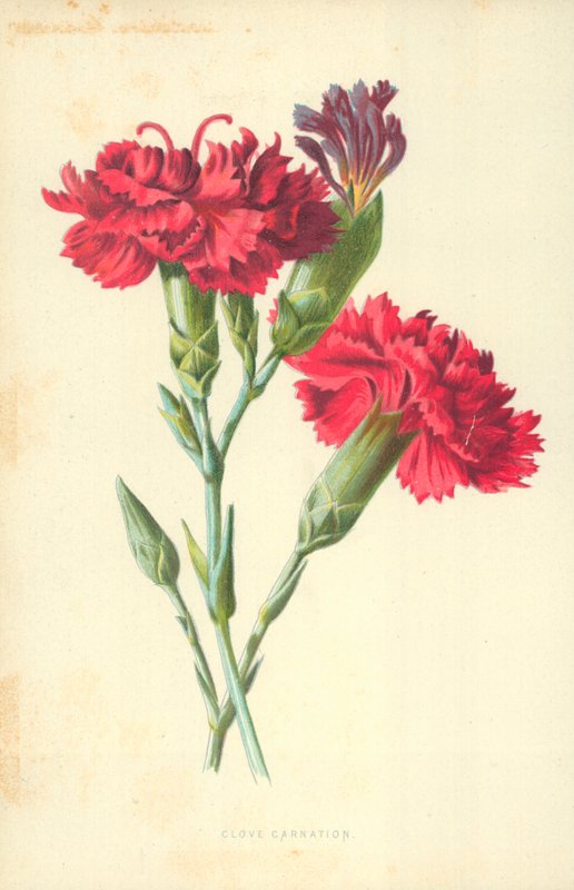 Szegfűszeg szegfű alkotó: Frederick Edward Hulme