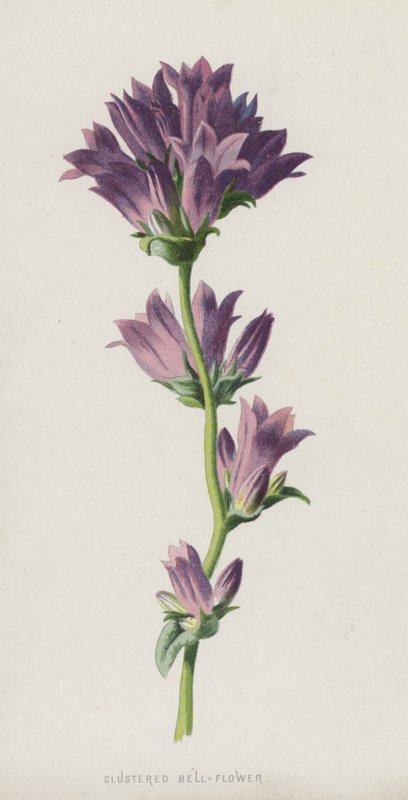 Fürtös harangvirág (chromolitho) alkotó: Frederick Edward Hulme