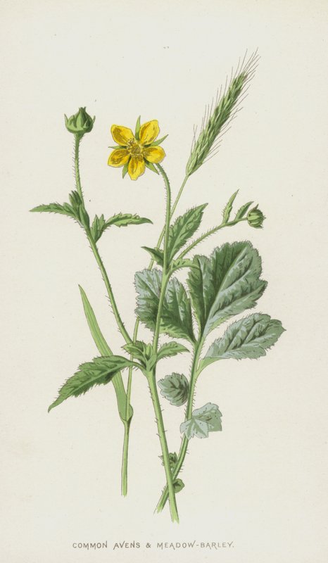 Common Avens és réti árpa (chromolitho) alkotó: Frederick Edward Hulme