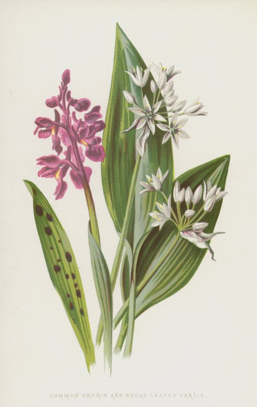 Közönséges orchidea és széles levelű fokhagyma (chromolitho) alkotó: Frederick Edward Hulme