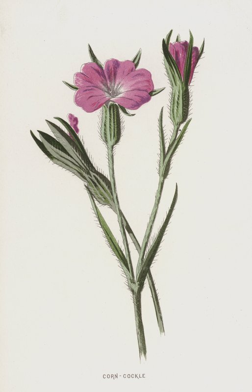 Kukorica-kagyló (chromolitho) alkotó: Frederick Edward Hulme