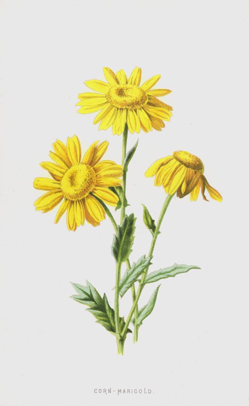 Kukorica-körömvirág (chromolitho) alkotó: Frederick Edward Hulme