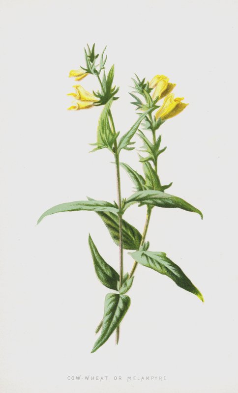 Tehénbúza vagy melampyre (chromolitho) alkotó: Frederick Edward Hulme