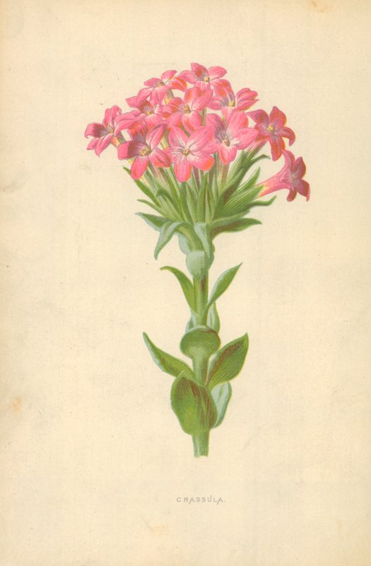 Crassula alkotó: Frederick Edward Hulme