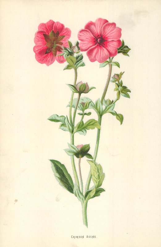Crimson Avens alkotó: Frederick Edward Hulme