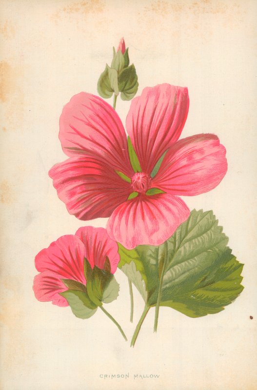 Bíbor mályva alkotó: Frederick Edward Hulme