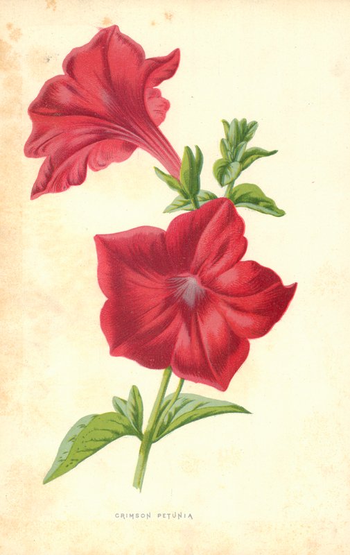 Bíbor Petúnia alkotó: Frederick Edward Hulme