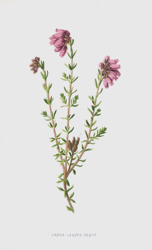 Cross-Leaved Heath (chromolitho) alkotó: Frederick Edward Hulme