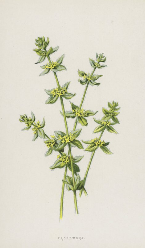 Keresztfű (chromolitho) alkotó: Frederick Edward Hulme