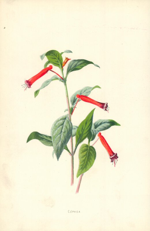 Cuphea alkotó: Frederick Edward Hulme