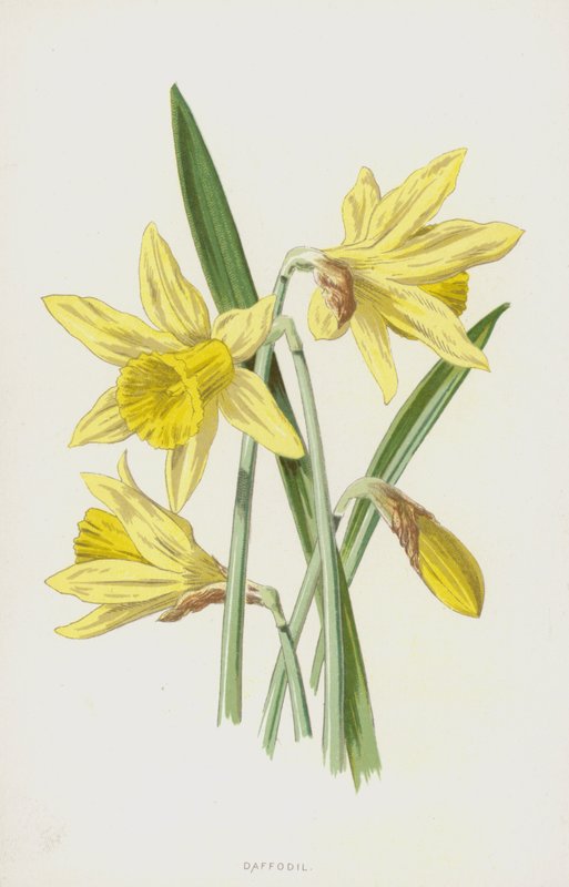 Nárcisz (chromolitho) alkotó: Frederick Edward Hulme