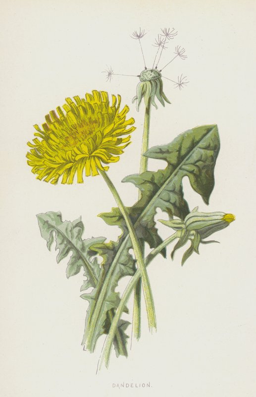 Gyermekláncfű (chromolitho) alkotó: Frederick Edward Hulme