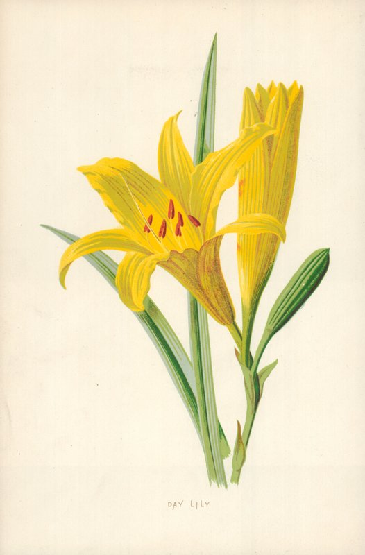 Day Lily alkotó: Frederick Edward Hulme