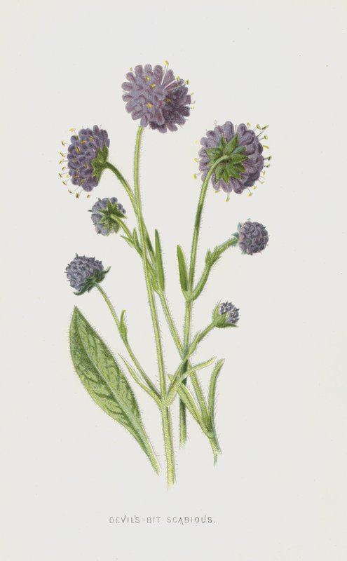 Devils-Bit Scabious (chromolitho) alkotó: Frederick Edward Hulme