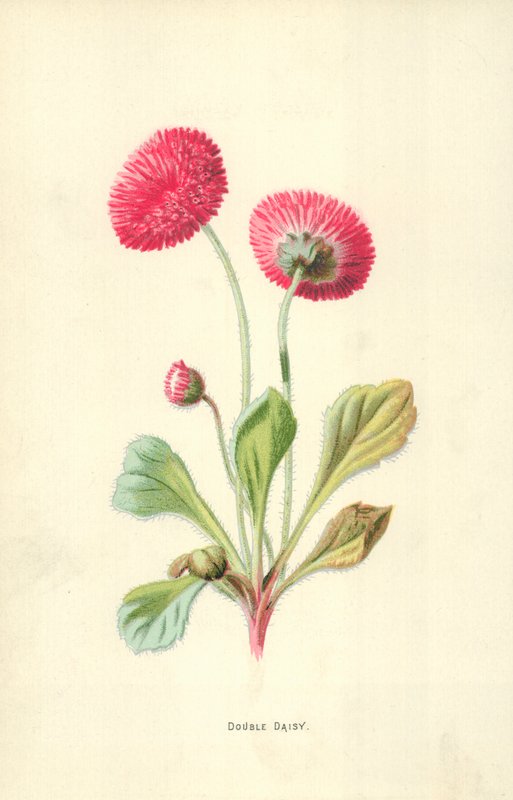 Dupla százszorszép alkotó: Frederick Edward Hulme