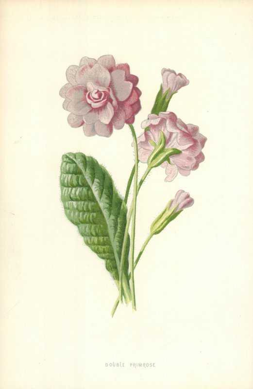 Dupla Primrose alkotó: Frederick Edward Hulme