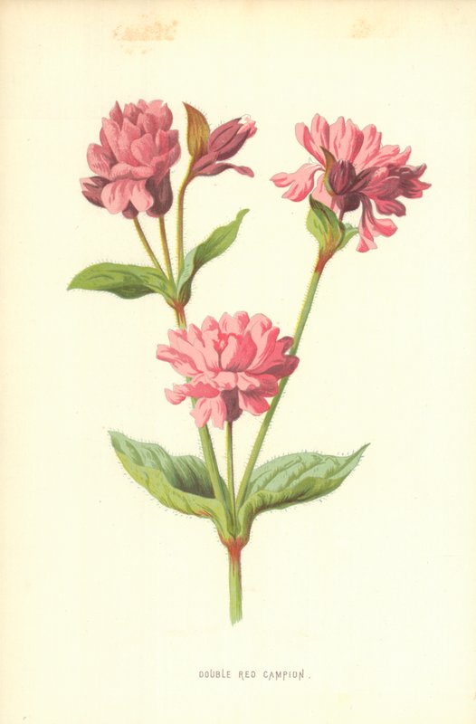 Dupla Red Campion alkotó: Frederick Edward Hulme
