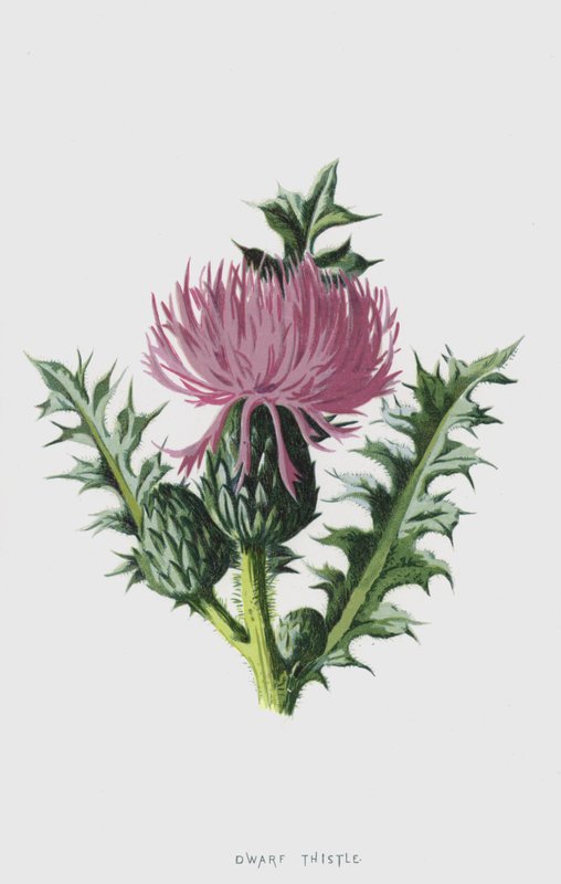 Törpe bogáncs (chromolitho) alkotó: Frederick Edward Hulme
