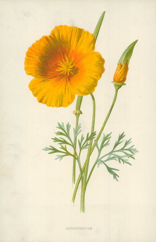 Eschscholtzia alkotó: Frederick Edward Hulme