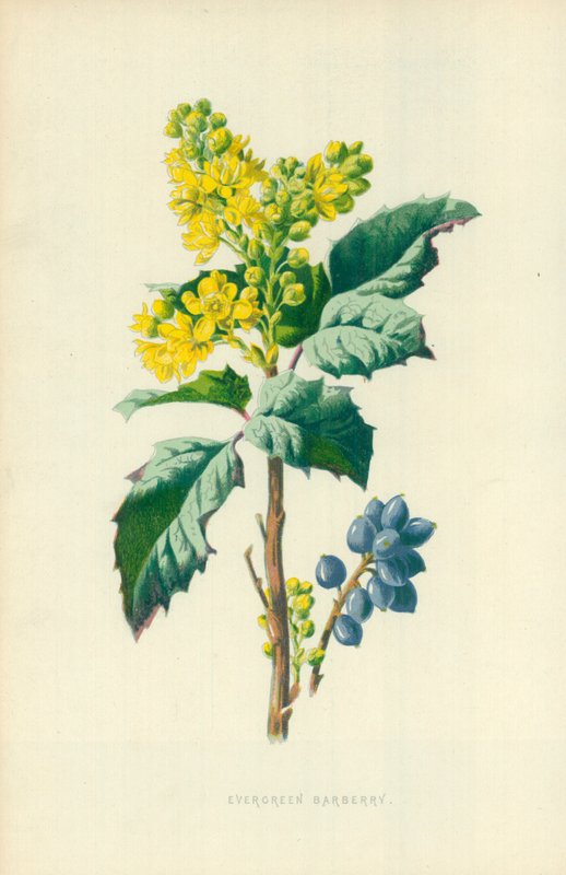 Örökzöld borbolya alkotó: Frederick Edward Hulme