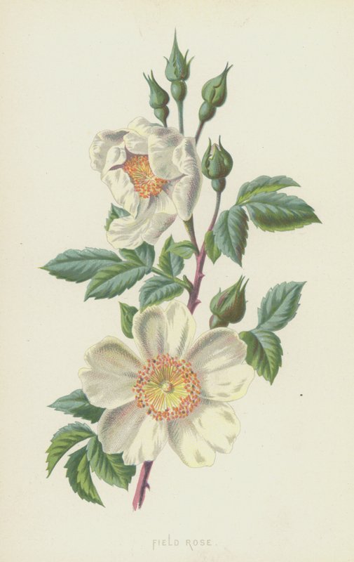 mezei rózsa (chromolitho) alkotó: Frederick Edward Hulme