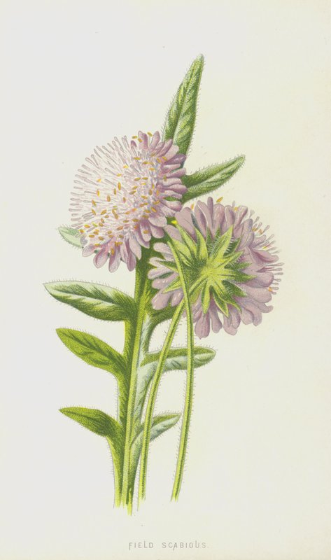Mezei rühes (chromolitho) alkotó: Frederick Edward Hulme