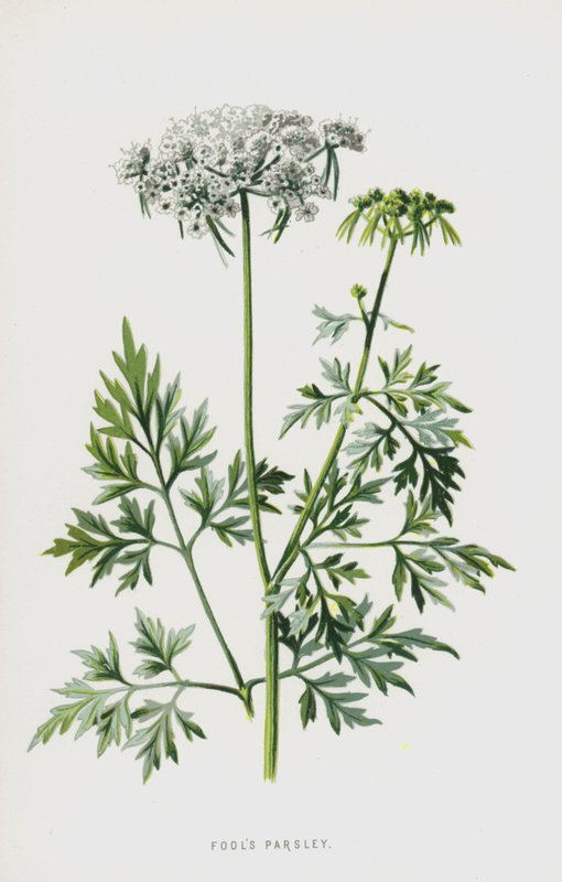 Bolondok petrezselyem (chromolitho) alkotó: Frederick Edward Hulme