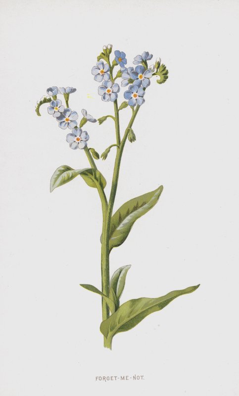 Nefelejcs (chromolitho) alkotó: Frederick Edward Hulme