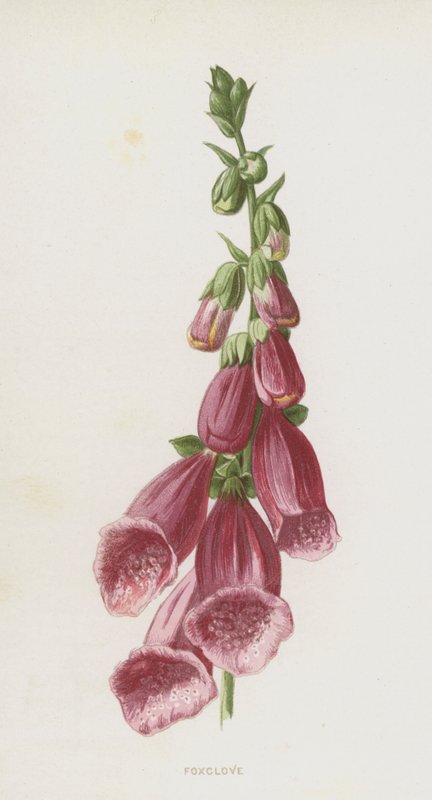 Gyűszűvirág (chromolitho) alkotó: Frederick Edward Hulme