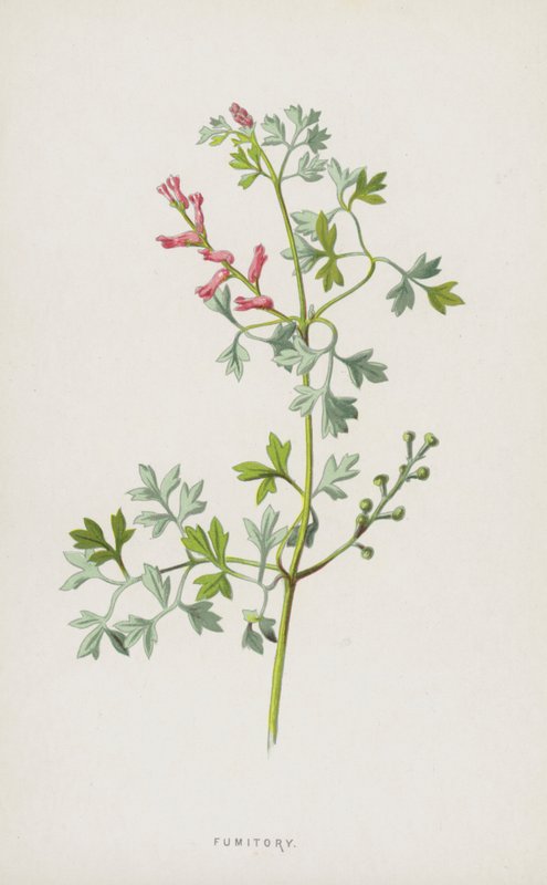 Fumitory (chromolitho) alkotó: Frederick Edward Hulme