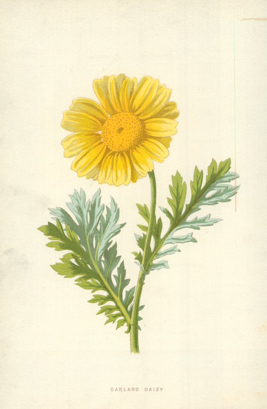 Garland Daisy alkotó: Frederick Edward Hulme
