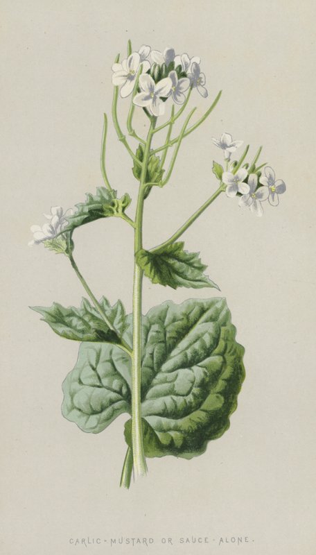 Fokhagyma-mustár vagy szósz önmagában (chromolitho) alkotó: Frederick Edward Hulme