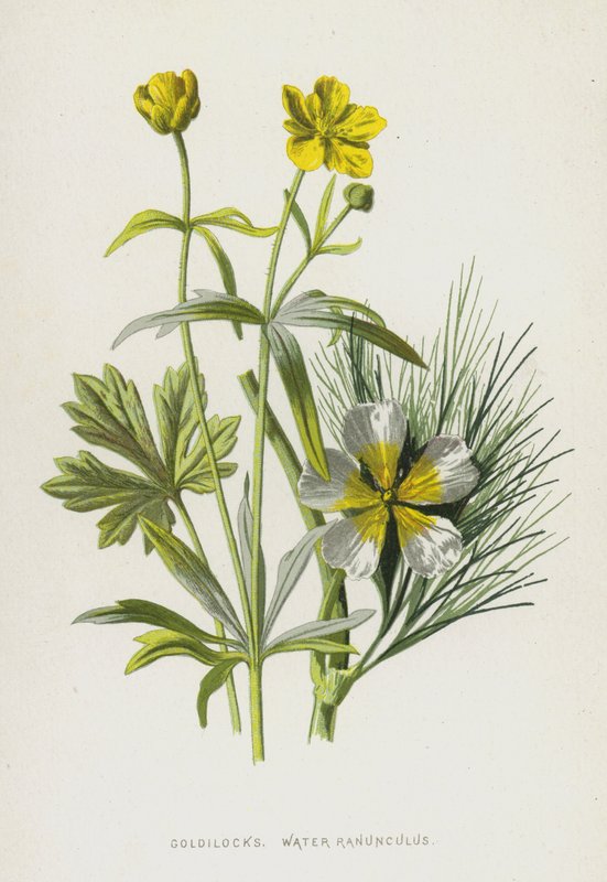 Aranyhaj, Water Ranunculus (chromolitho) alkotó: Frederick Edward Hulme