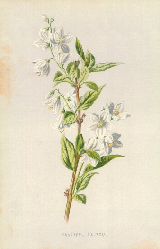 Kecses Deutzia alkotó: Frederick Edward Hulme