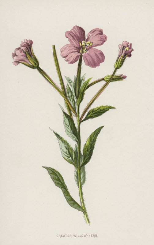 Nagyfűzfű (chromolitho) alkotó: Frederick Edward Hulme