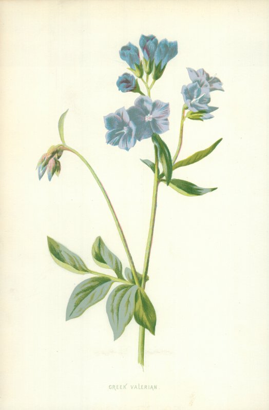 görög Valerian alkotó: Frederick Edward Hulme