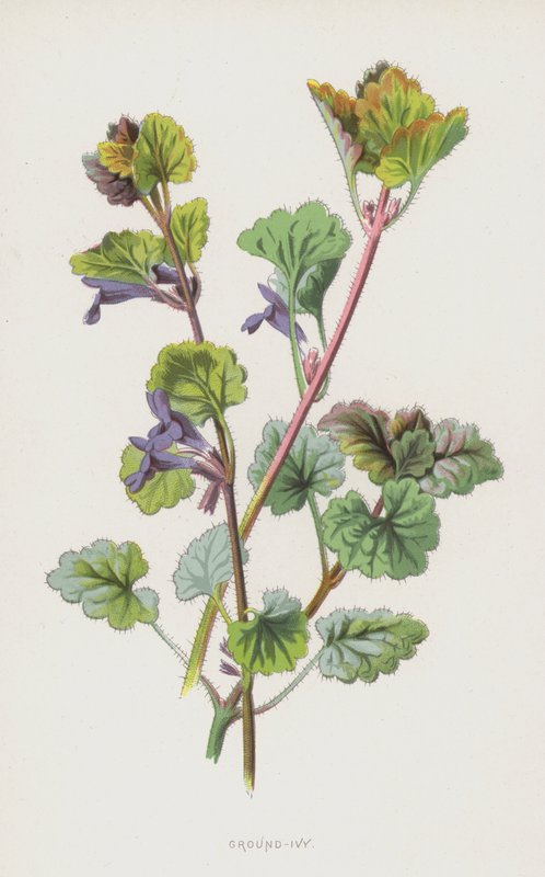 Ground-Ivy (chromolitho) alkotó: Frederick Edward Hulme