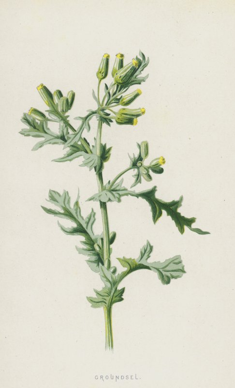 Groundsel (chromolitho) alkotó: Frederick Edward Hulme